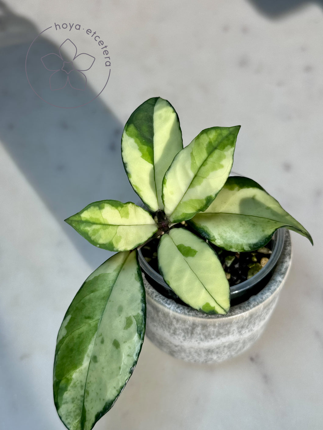 Hoya crassipetiolata (inner variegated)