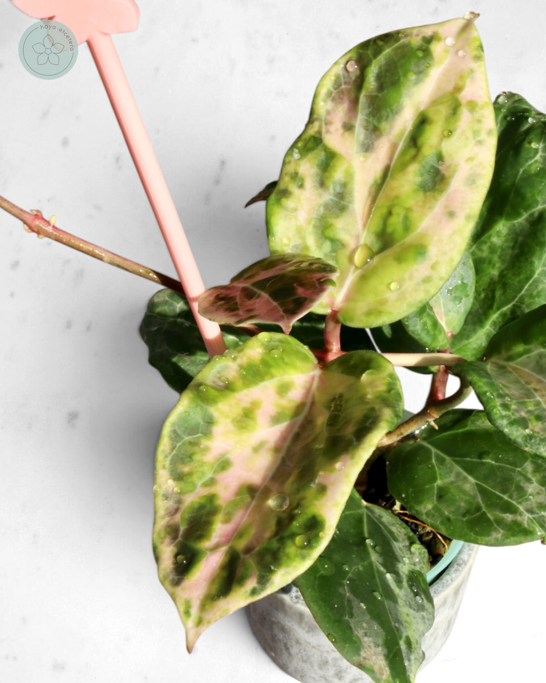 Hoya 'Candy'