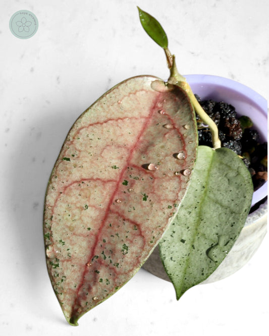 Hoya 'Moon Blush'