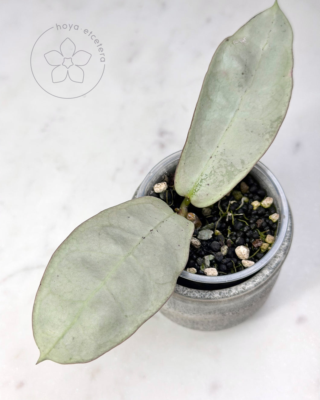 Hoya mitrata (sp. Buntok silver AH clone)