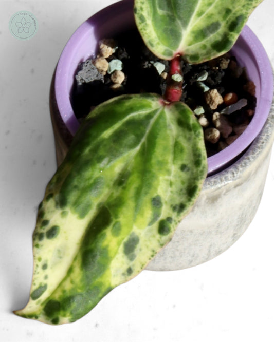 Hoya 'Swiffer’s Nightmare'