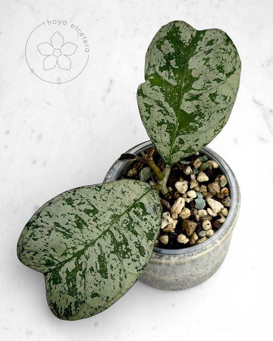 Hoya 'Morning Dew' (silver)