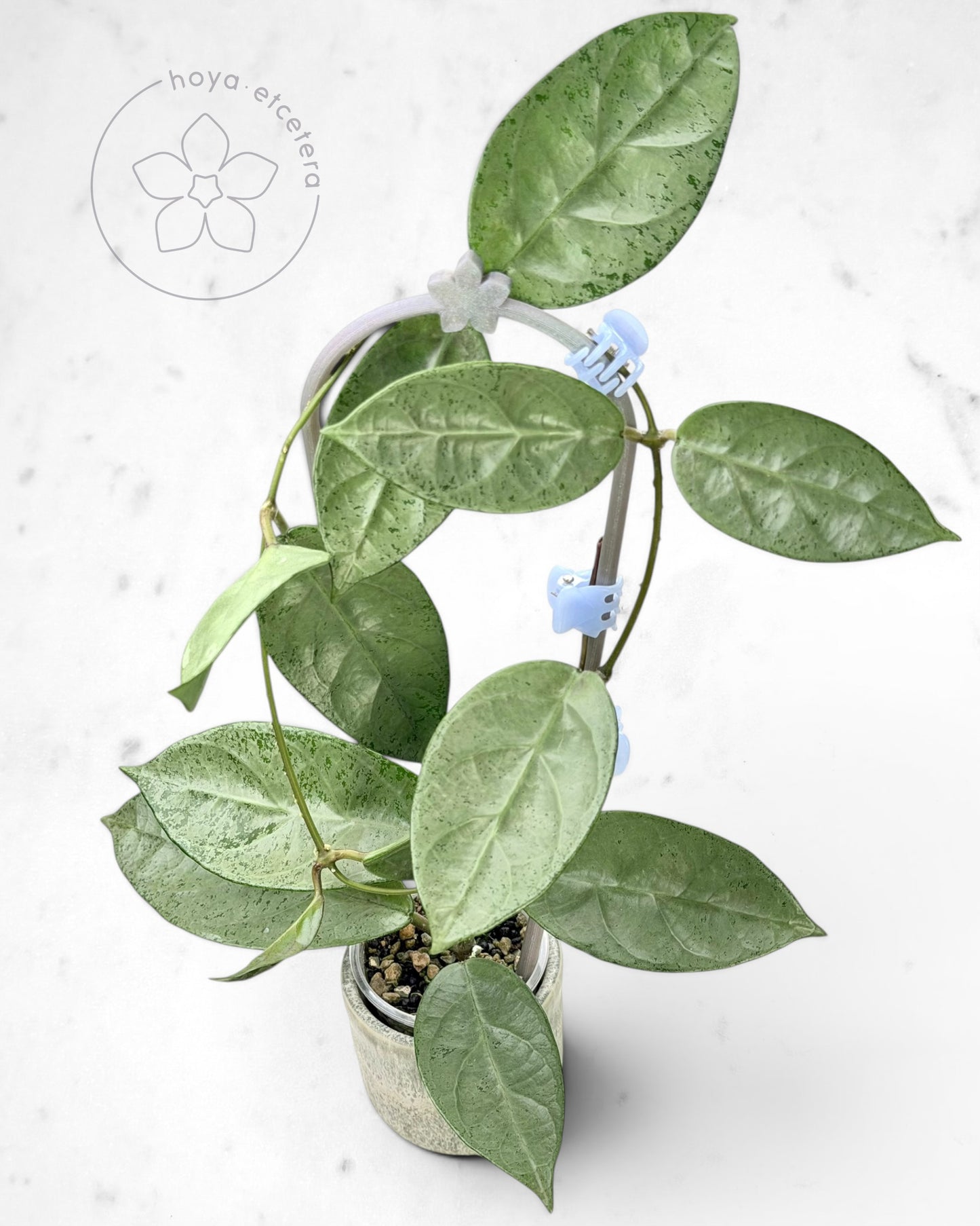 Hoya sp. Lai Chau (silver)