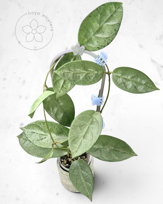 Hoya sp. Lai Chau (silver)