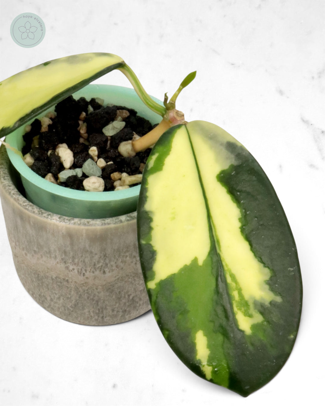 Hoya diversifolia 'Dewata'