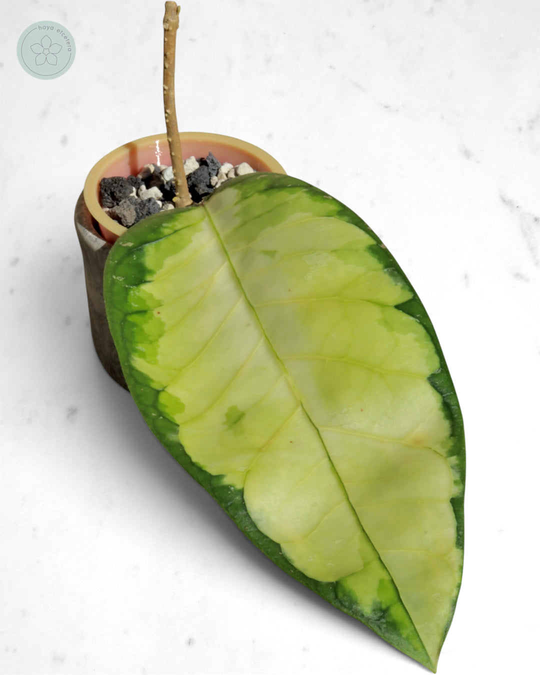 Hoya sp. Aceh 'Ladia Galaska'