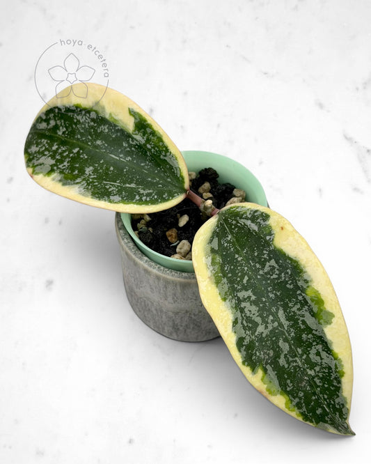Hoya sp. Rangsan (albo splash)