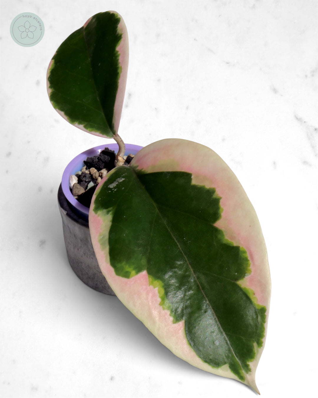 Hoya ilagiorum (albo)