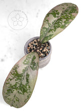 Load image into Gallery viewer, Hoya &#39;Lorelai&#39;
