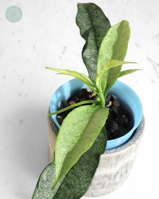 Hoya irisae (silver)
