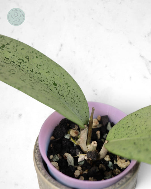 Hoya sp. Ponorogo (silver)