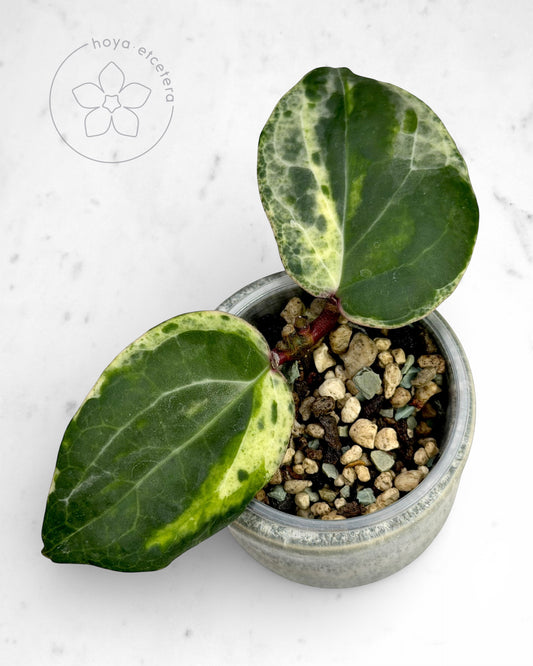 Hoya 'Swiffer’s Nightmare'