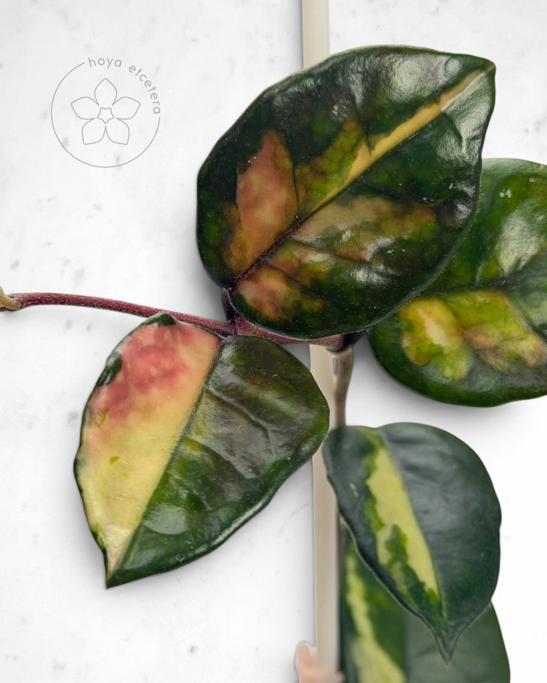 Hoya 'Momo'