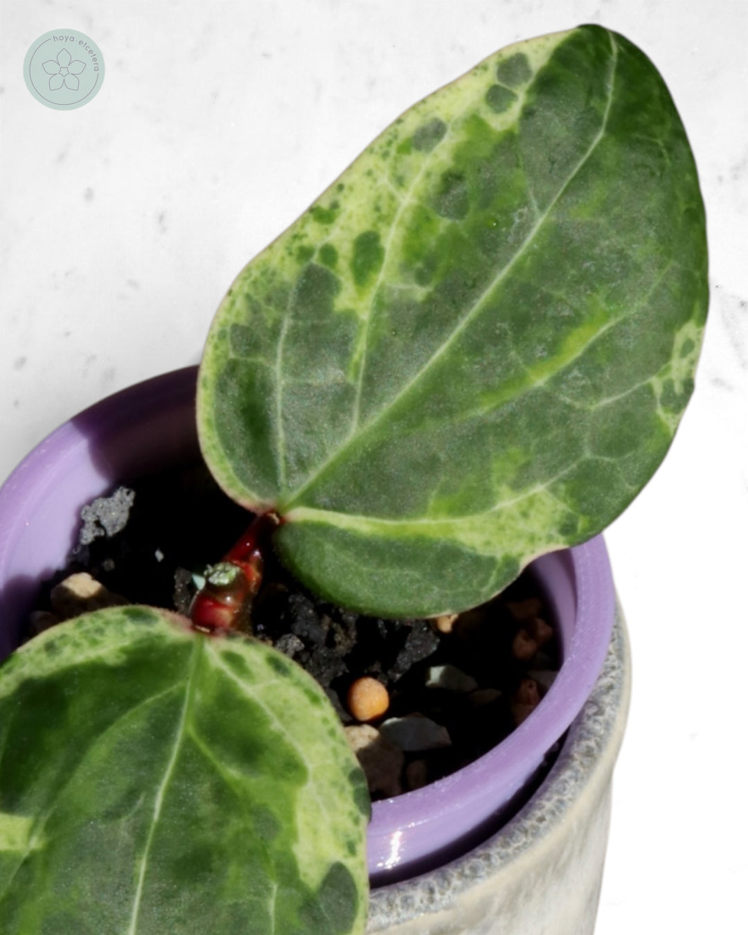 Hoya 'Swiffer’s Nightmare'