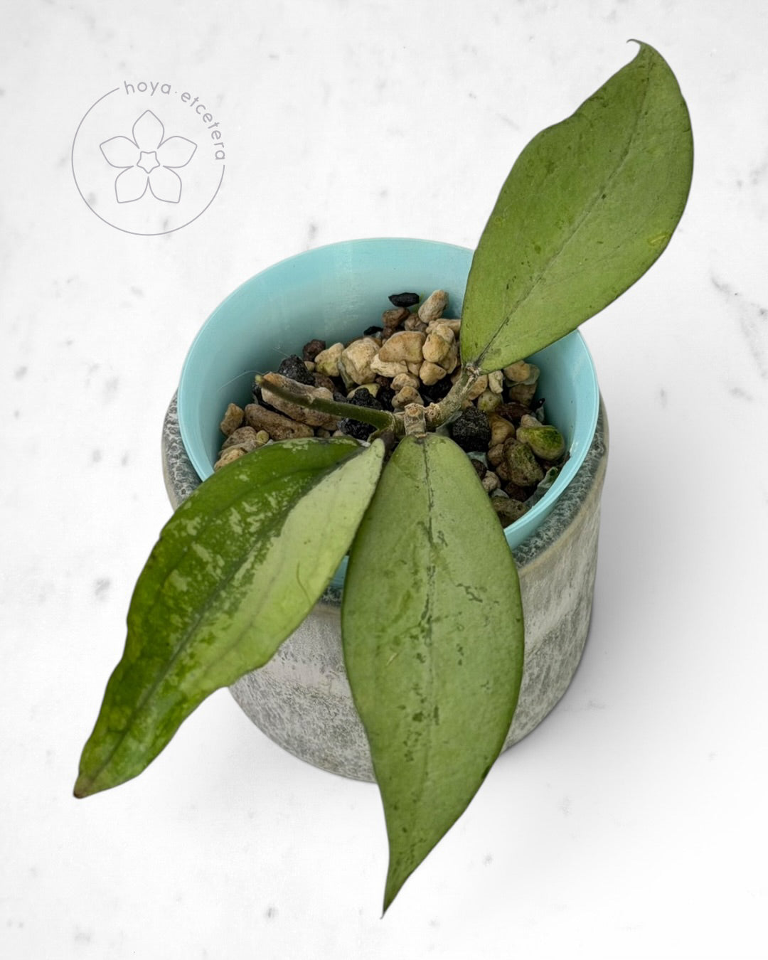 Hoya 'Alena'