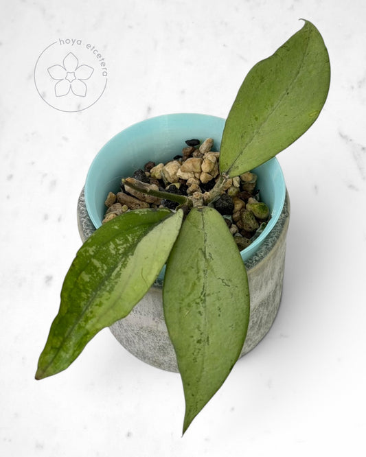 Hoya 'Alena'