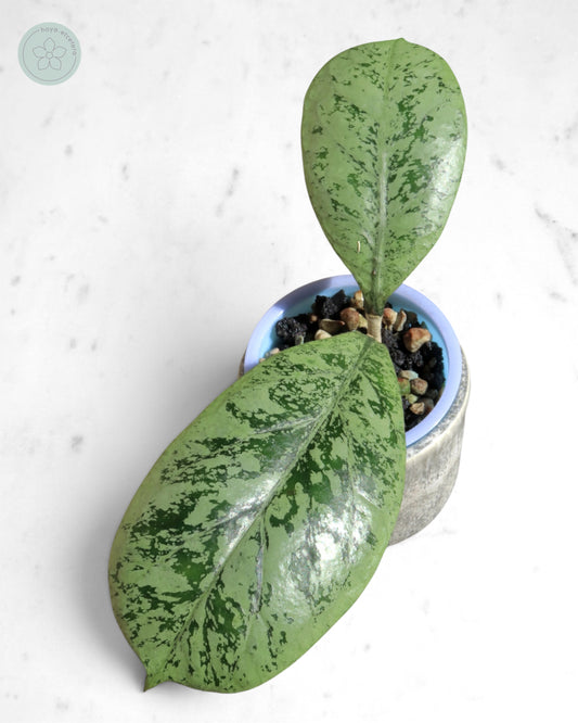 Hoya 'Lorelai'