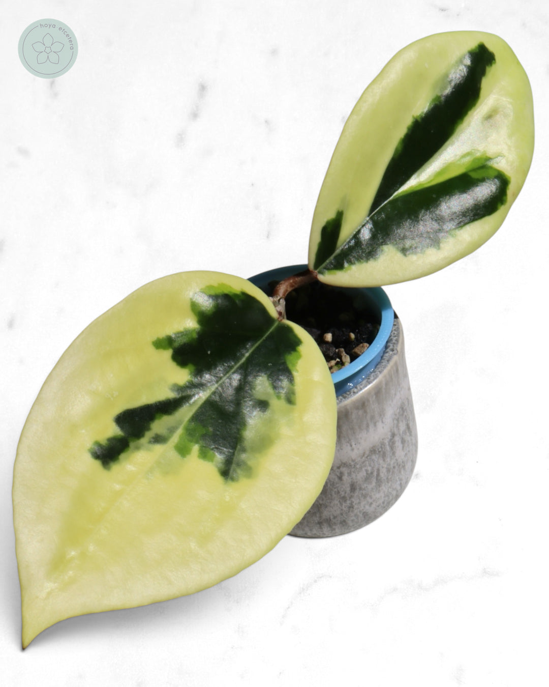 Hoya ilagiorum (albo)
