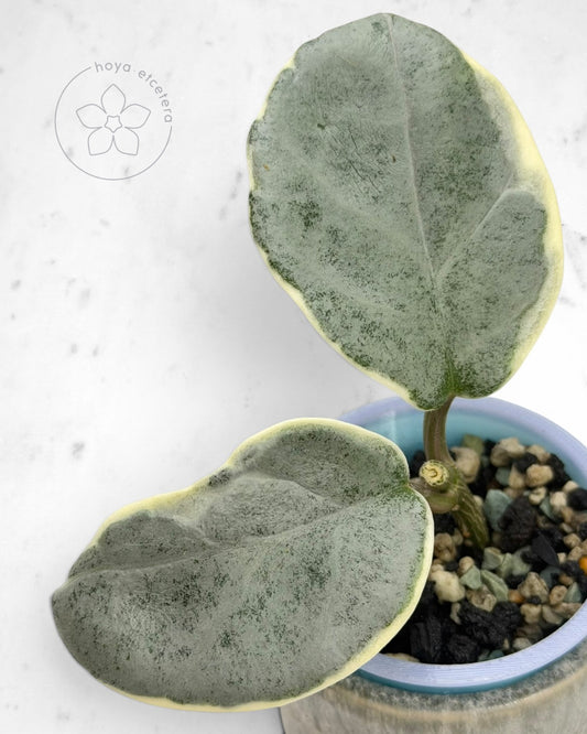 Hoya carnosa 'Argentea Picta' 🌱 cutting