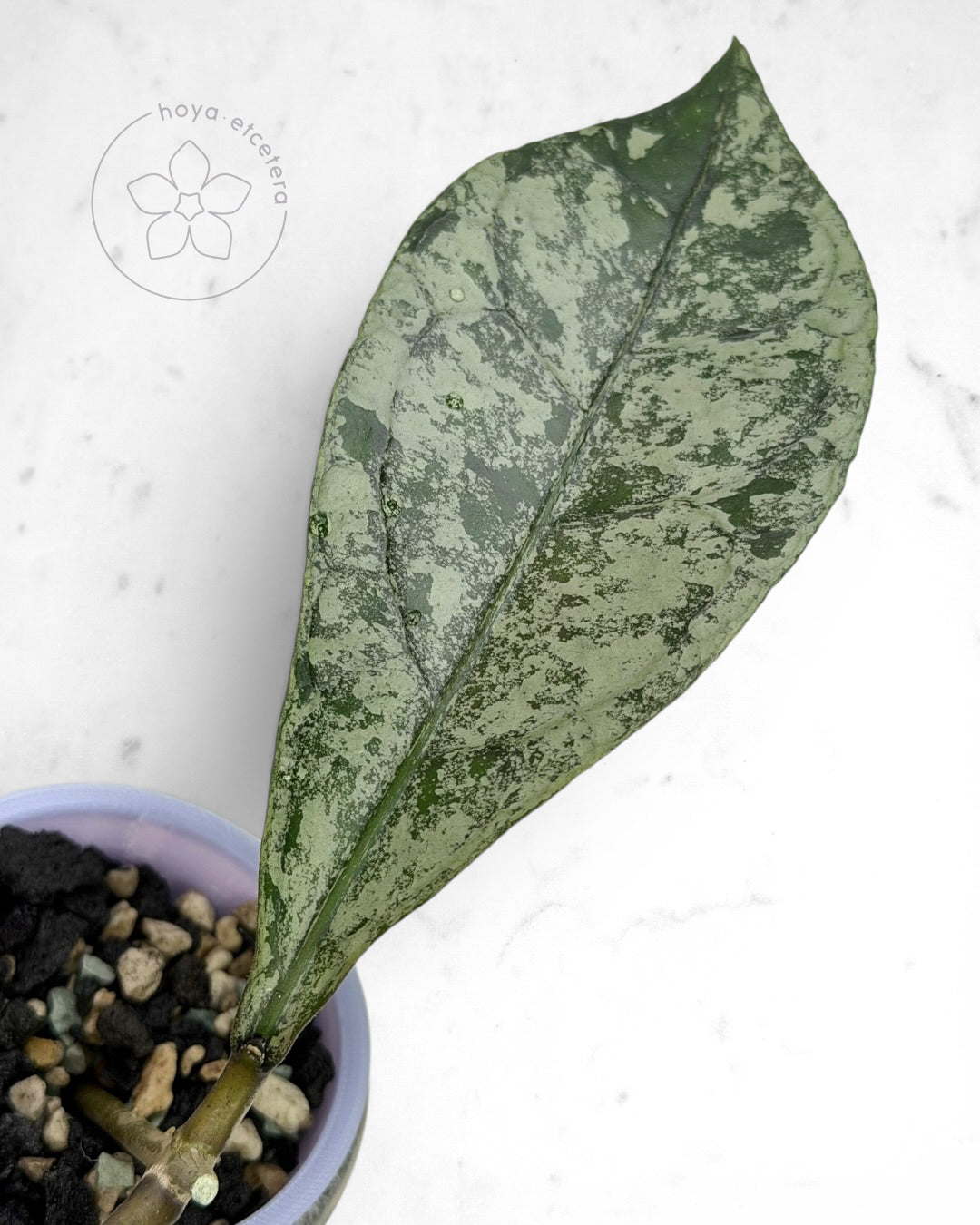 Hoya clemensiorum (Borneo silver) 🌱 cutting