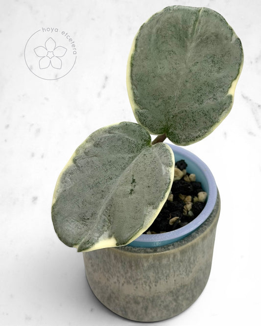 Hoya carnosa 'Argentea Picta'