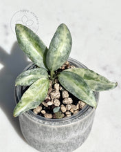 Charger l&#39;image dans la galerie, Hoya lacunosa &#39;Winter Pandora&#39; 🦄 cutting 🌱 high colour!
