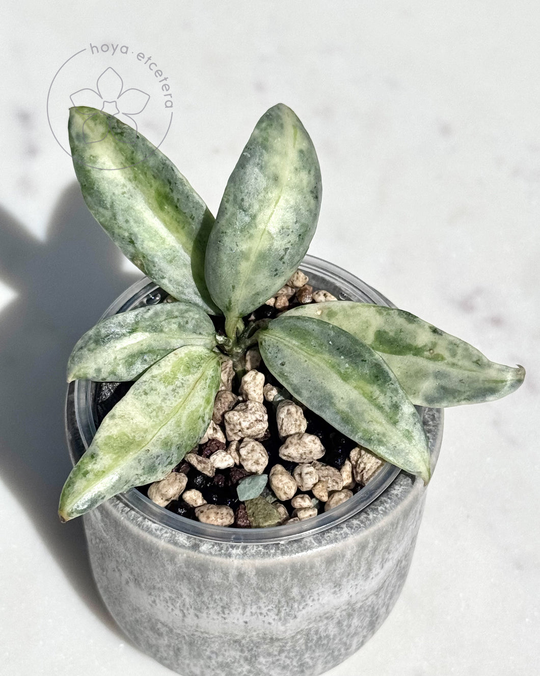 Hoya lacunosa 'Winter Pandora' 🦄 cutting 🌱 high colour!