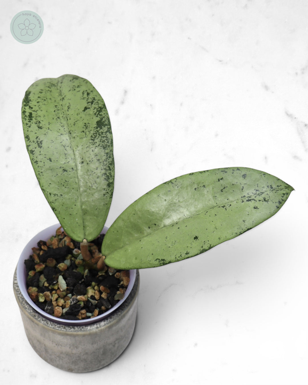 Hoya 'Emperor' (aff clemensiorum silver)