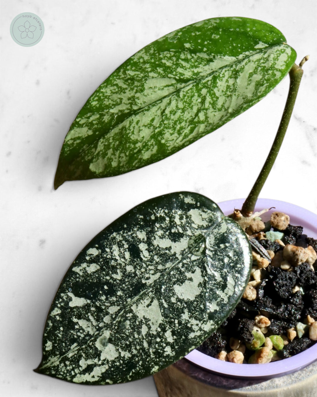 Hoya sp. Son La (silver)