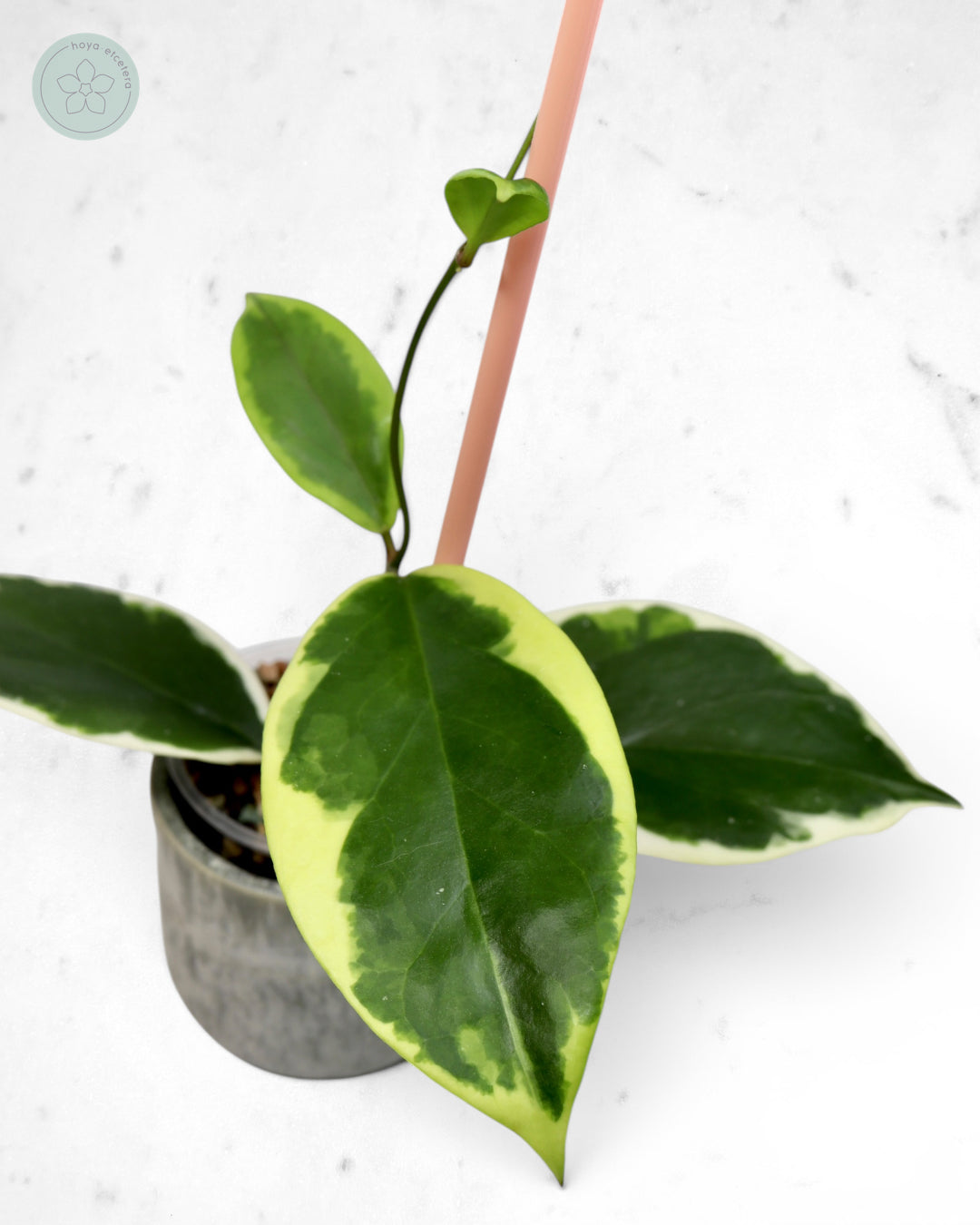 Hoya ilagiorum (albo)