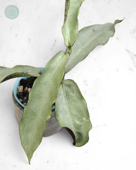 Hoya mitrata (sp. Buntok silver AH clone)