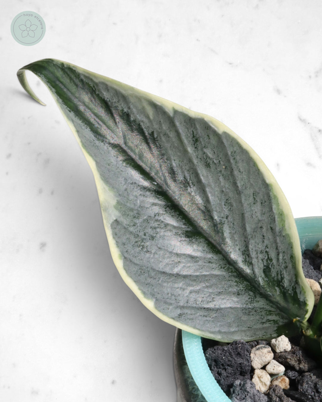 Hoya polyneura 'Diem Fairy Queen' (albo silver) 🌱 cutting