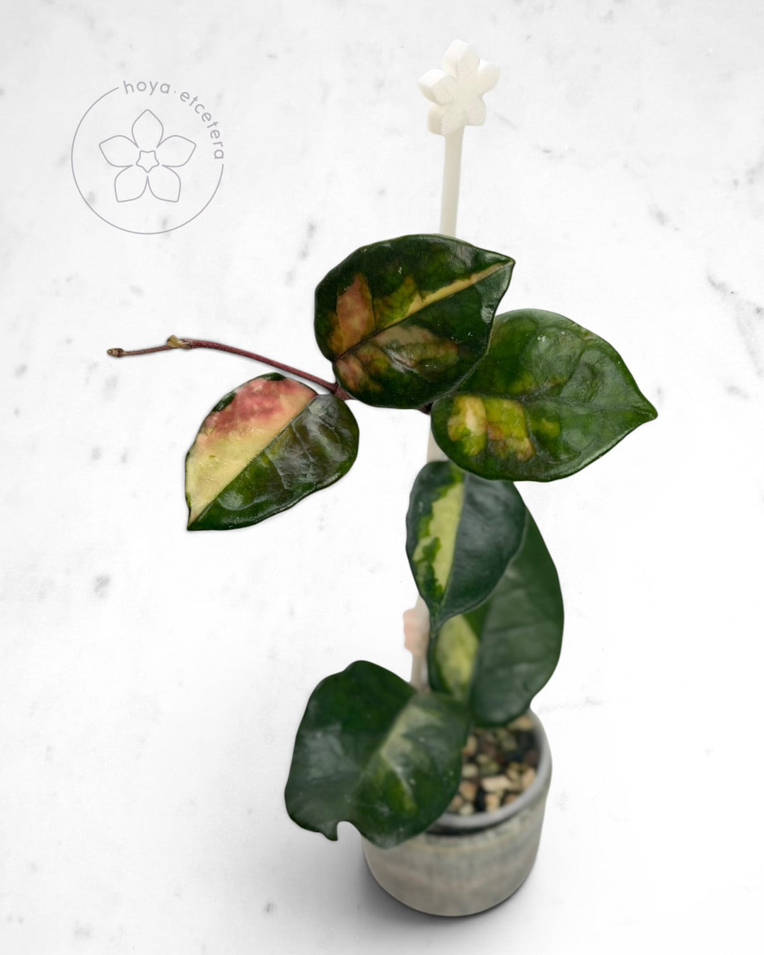 Hoya 'Momo'