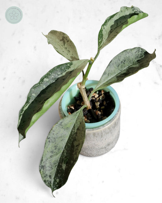 Hoya occultata (silver)