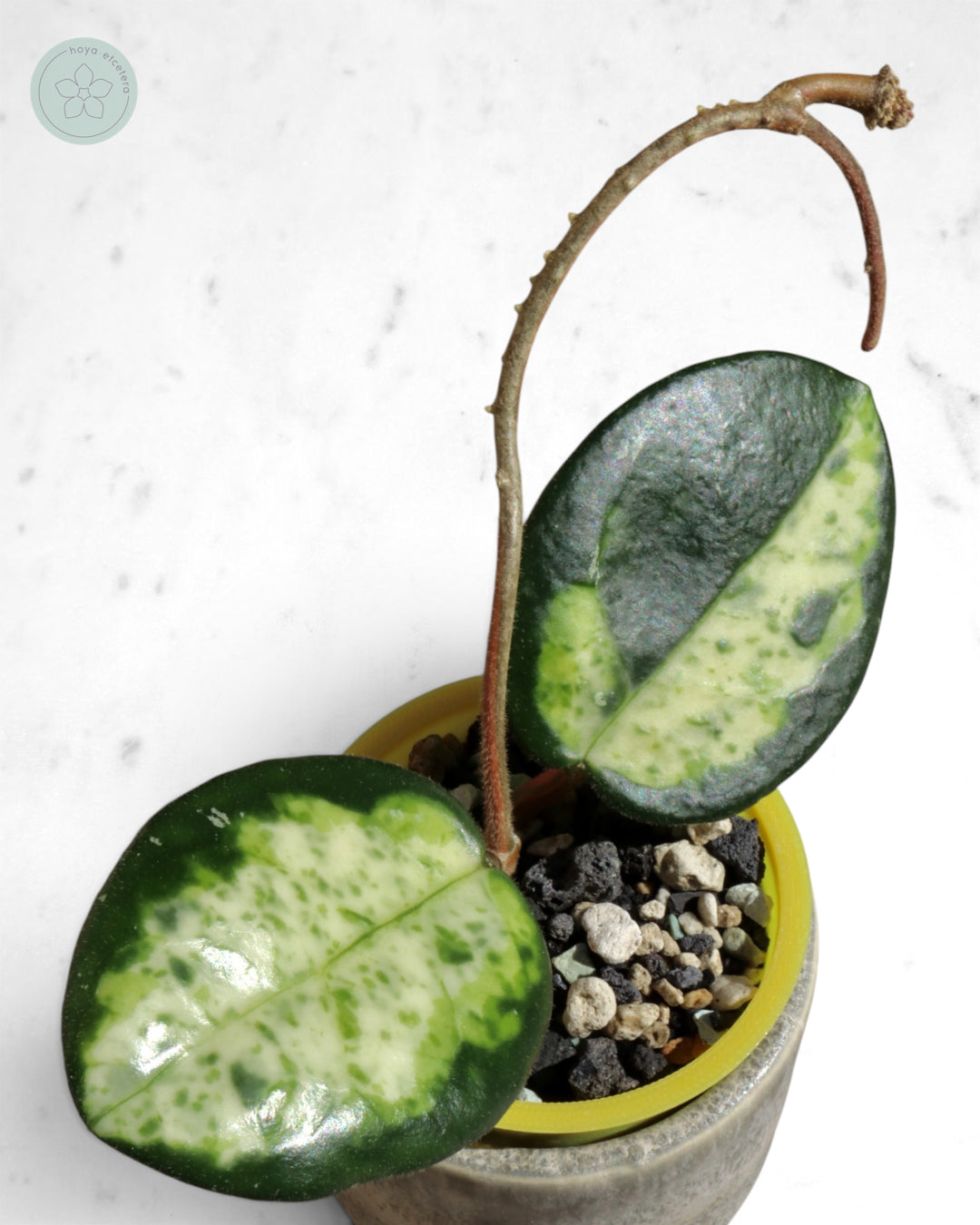 Hoya carnosa 'Madara' (Green Edge)