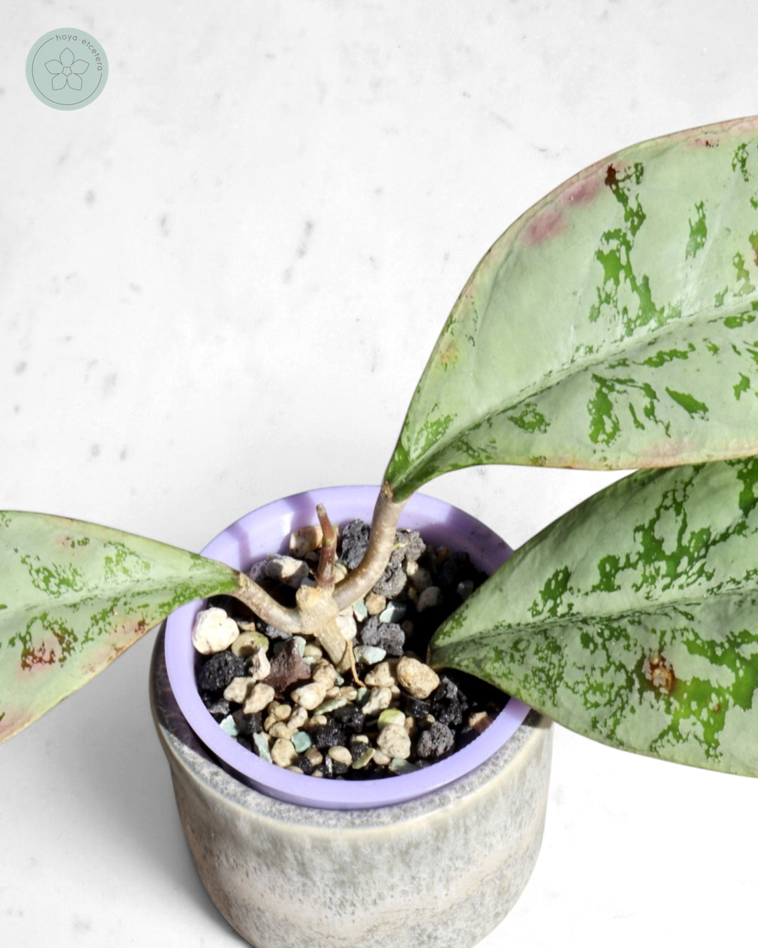 Hoya 'Lorelai'