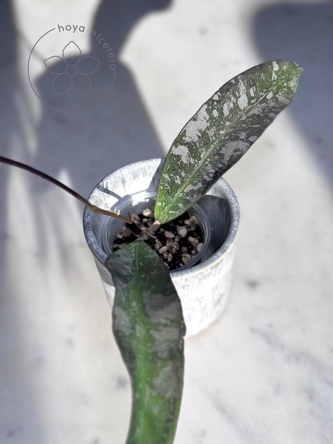 Hoya sp. Dahlia (aka kaikoeana splash)