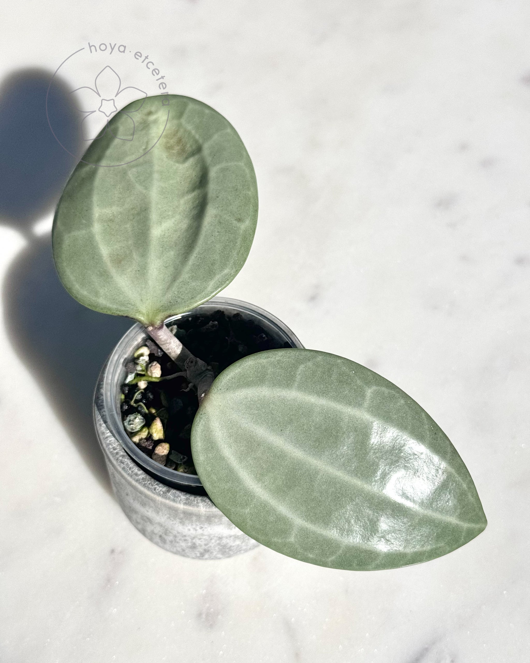 0906 ＊ホヤ ＊ Hoya ＊ latifolia ＊silver Hoya latifolia (silver) – Hoya etcetera