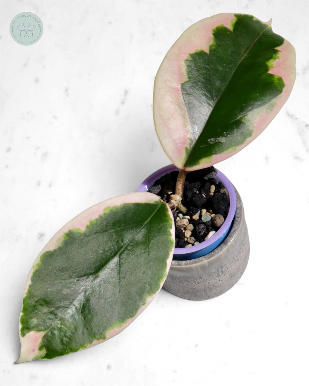 Hoya ilagiorum (albo)