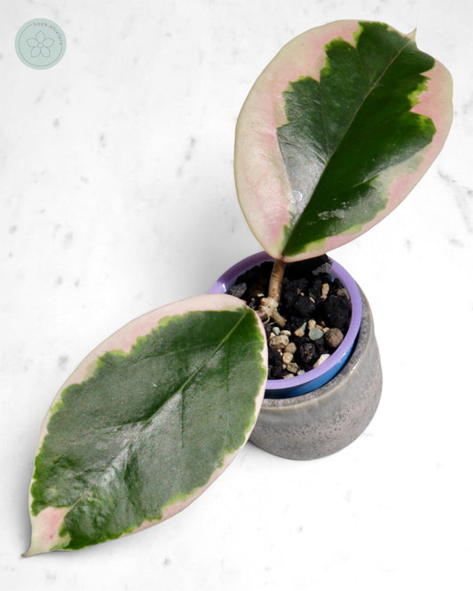 Hoya ilagiorum (albo)