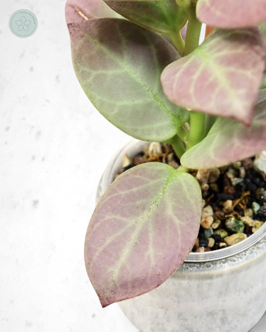 Hoya obscura 'Cryptic Chrome' CML-09-21-A