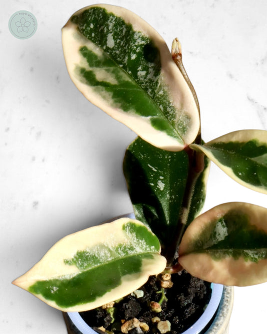 Hoya 'Krimson Queen' (splash)