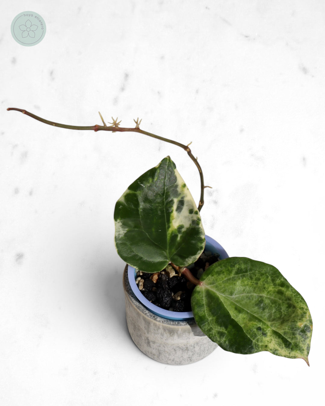 Hoya 'Candy'