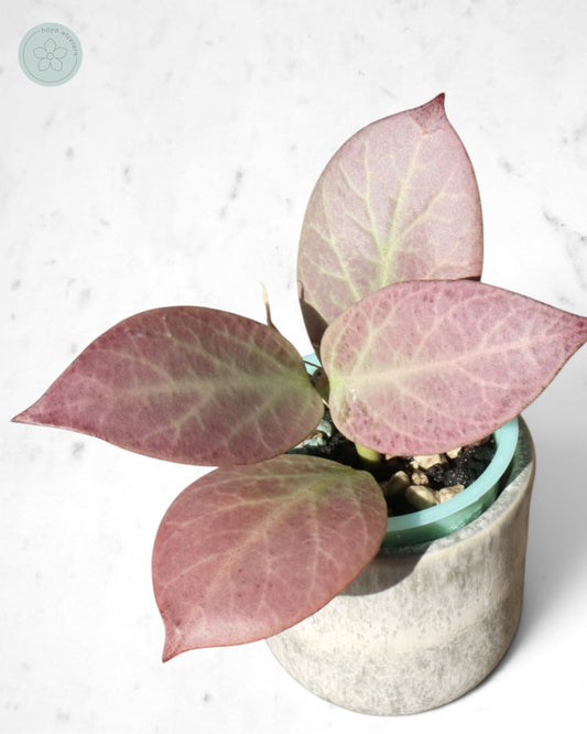 Hoya obscura 'Cryptic Chrome' CML-09-21-A