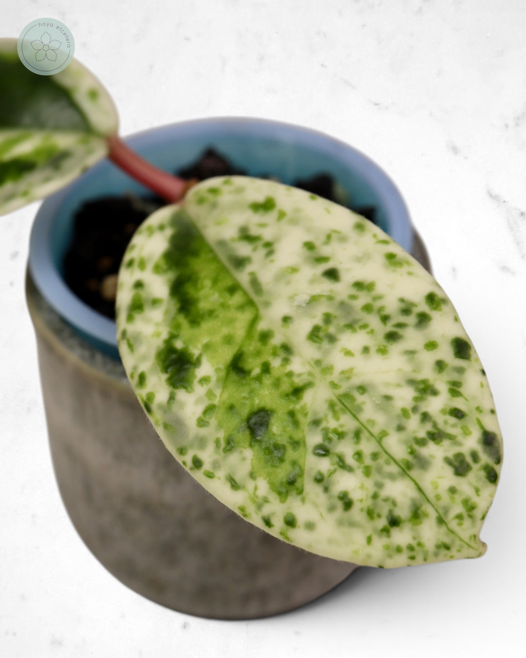 Hoya carnosa 'Madara' (Snow Angel)