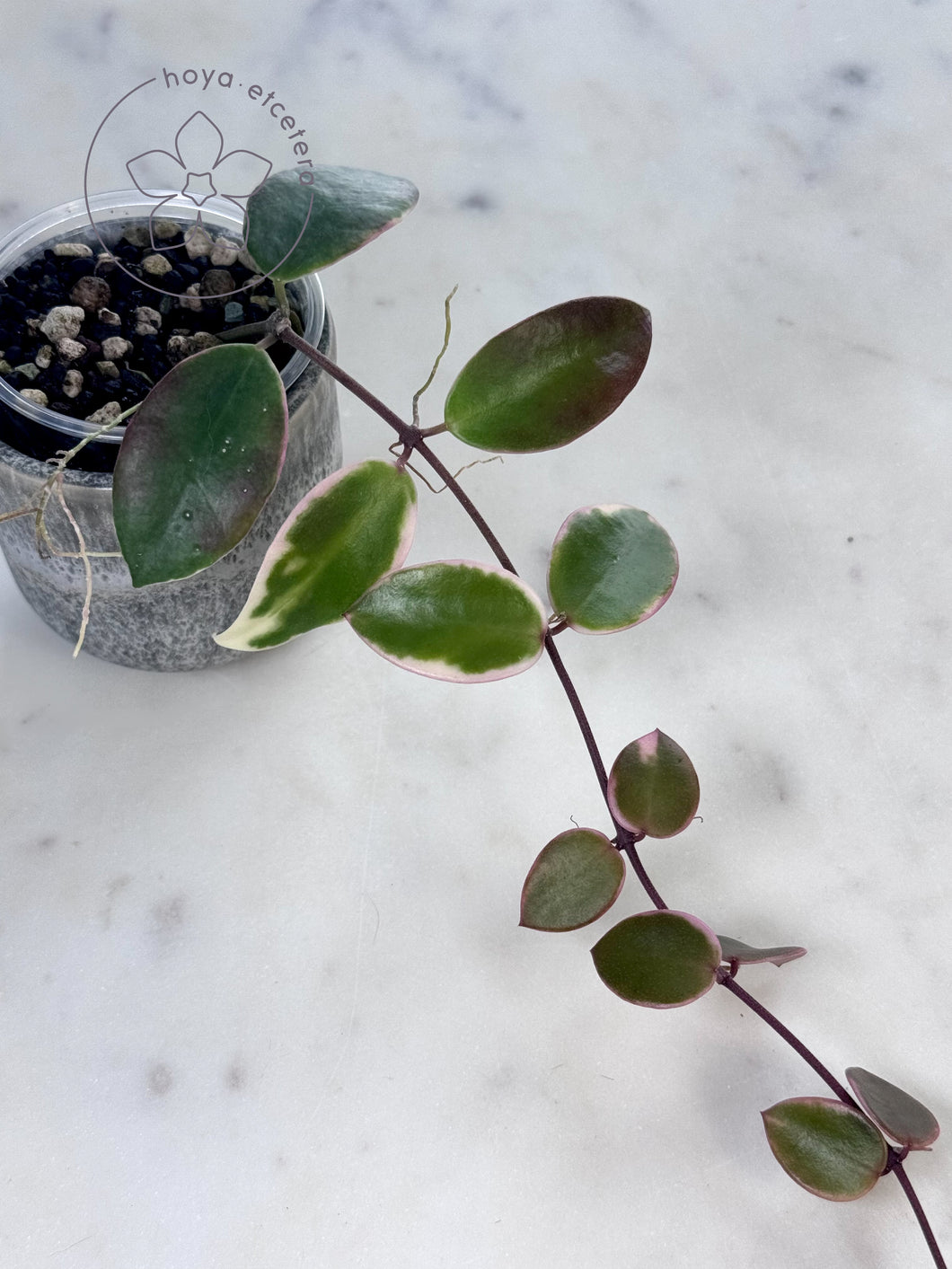 Hoya halophila (outer variegated)