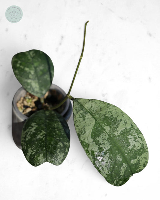 Hoya 'Morning Dew' (silver)