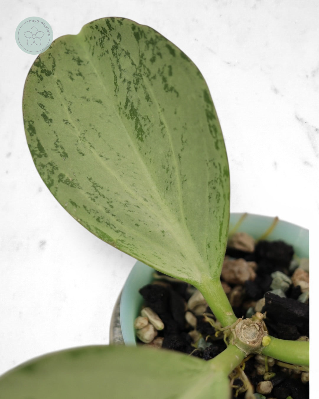 Hoya subquintuplinervis (silver)