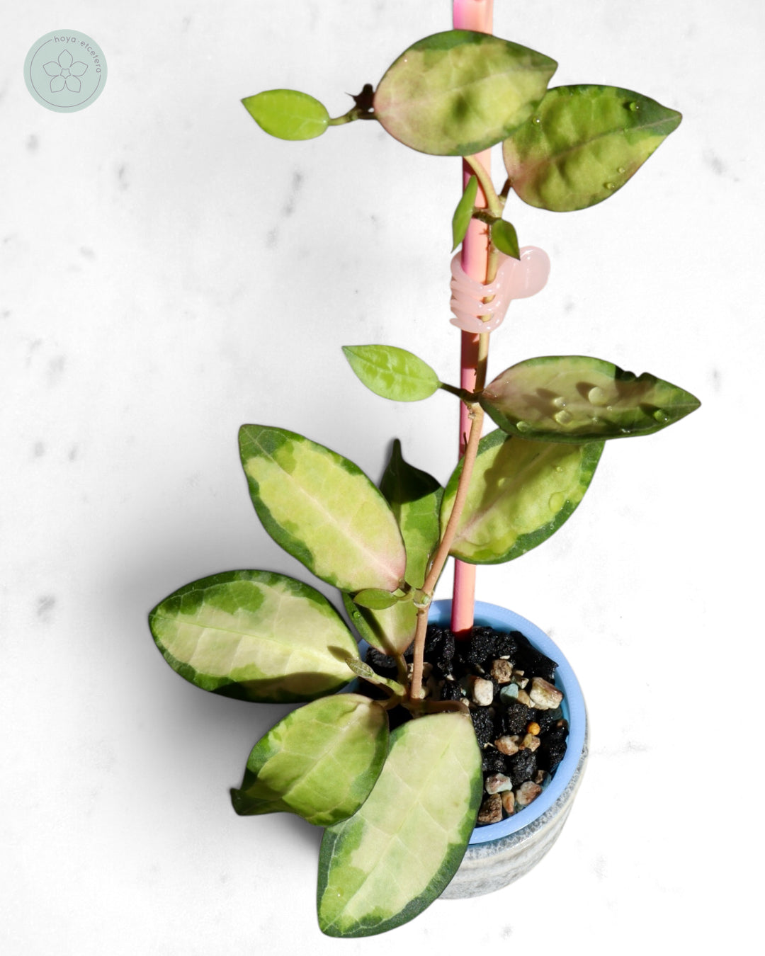 Hoya elliptica (variegated)