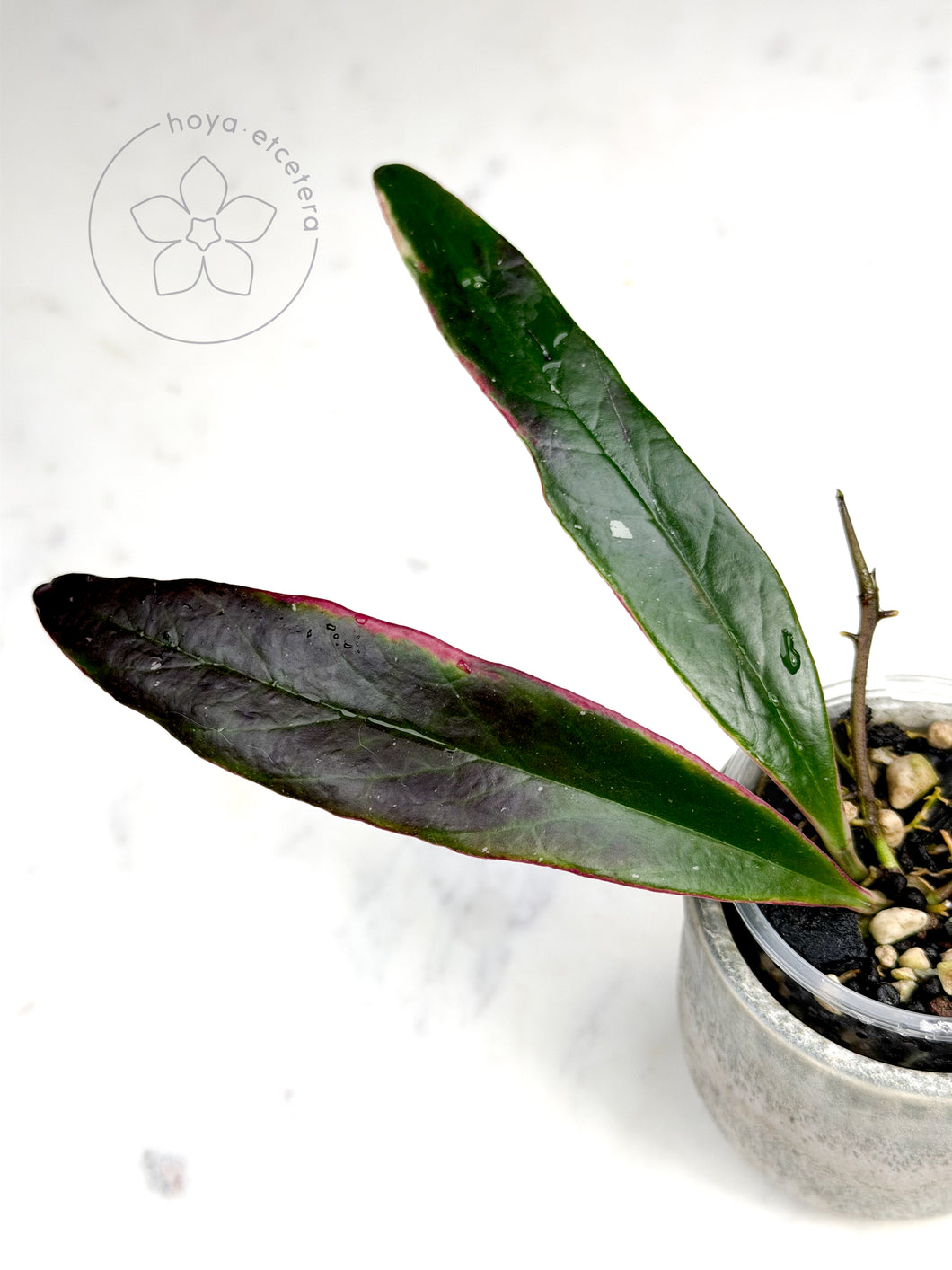 Hoya sulawesiana (albo)